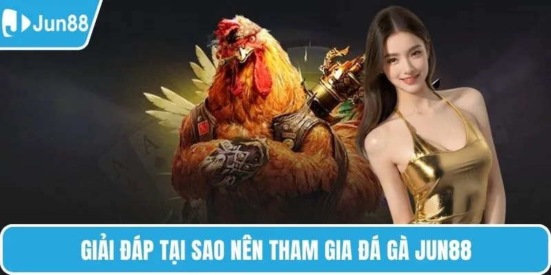 Giải đáp tại sao nên tham gia đá gà Jun88